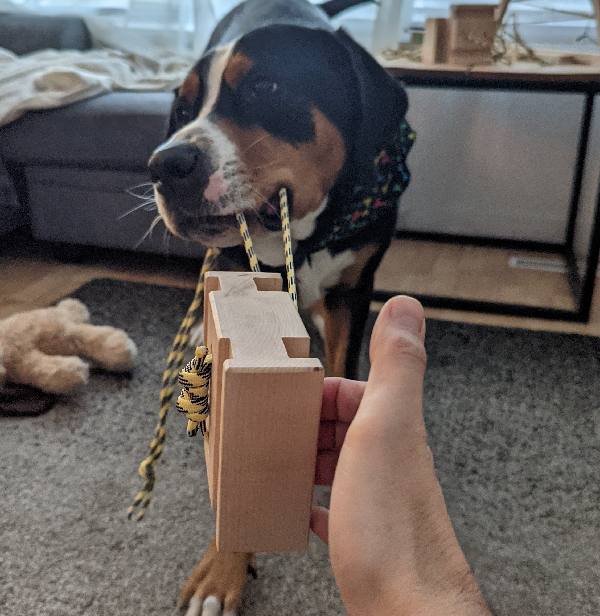 a greater swiss mountain dog being used as leverage for finger training